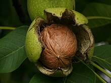 Walnut English