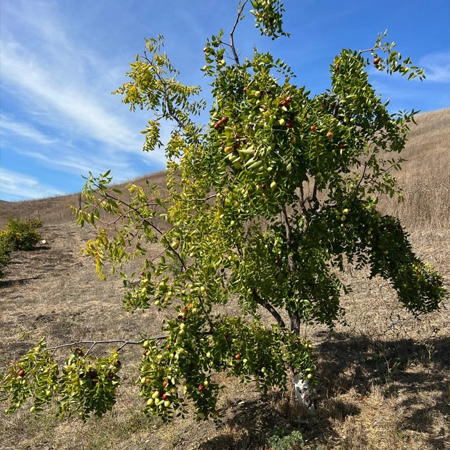 Jujube Admiral Wilkes