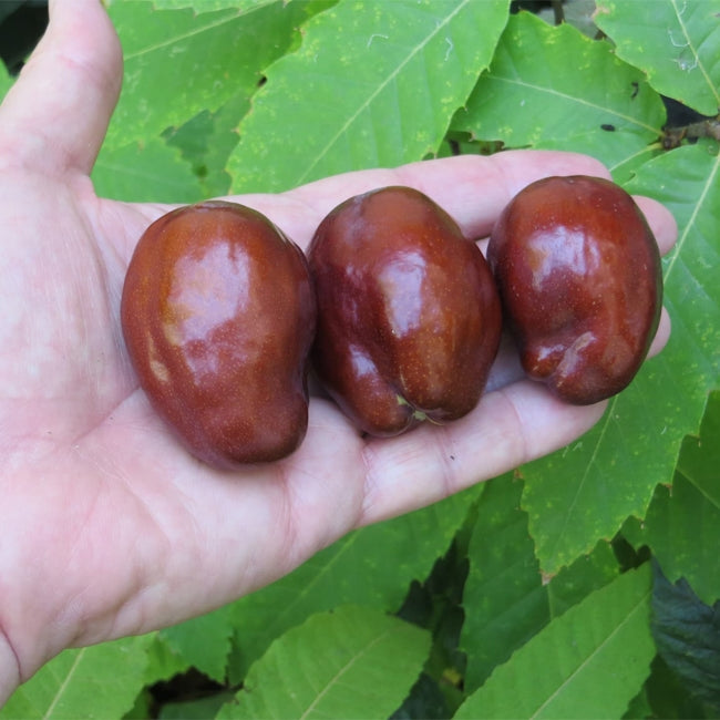 Jujube Admiral Wilkes