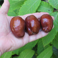 Jujube Admiral Wilkes