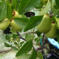 Jujube Admiral Wilkes - Ladybird Nursery