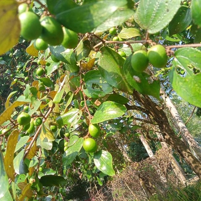 Jujube Rootstock - Ladybird Nursery