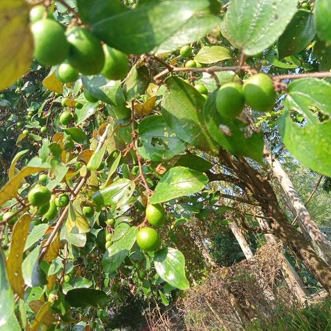 Jujube Rootstock