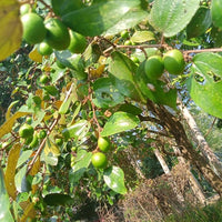 Jujube Rootstock