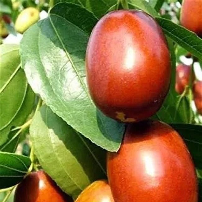 Jujube Rootstock Fruit Tree – Buy Now! – Ladybird Nursery
