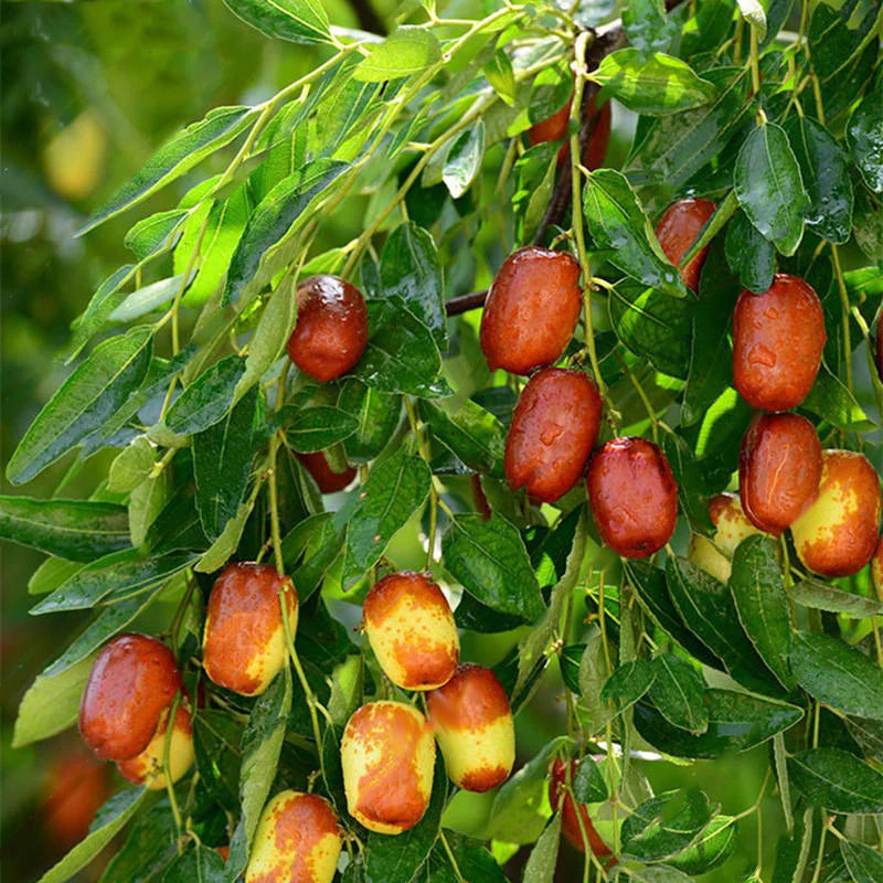 Jujube 'Suiman'
