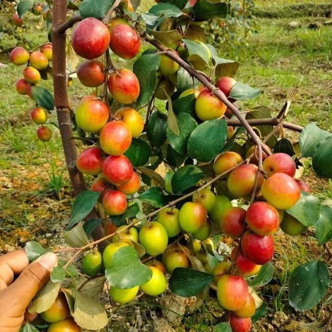 Jujube Thornless - Ladybird Nursery