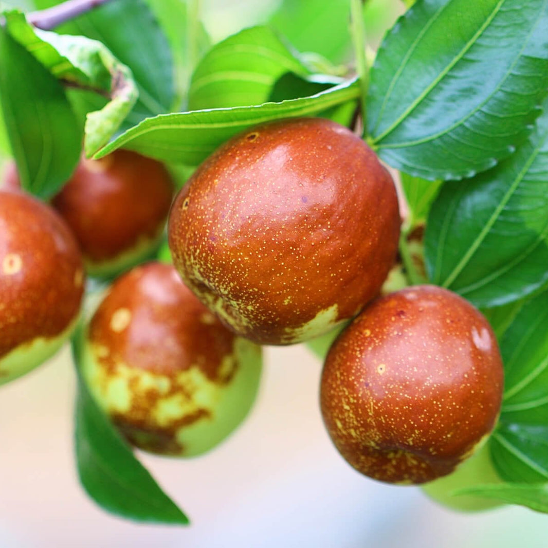 Jujube – Ladybird Nursery