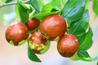 Jujube 'Li 2 '