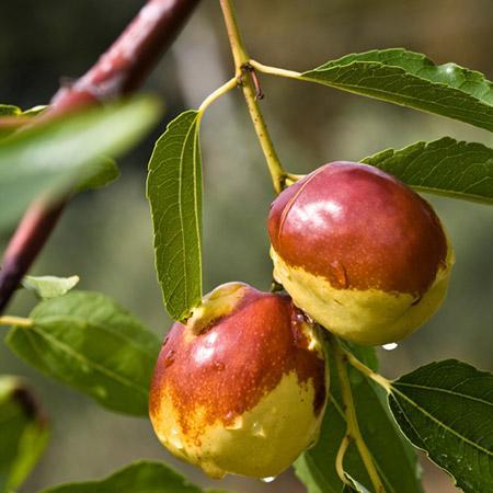 Jujube 'Chico' - Ladybird Nursery