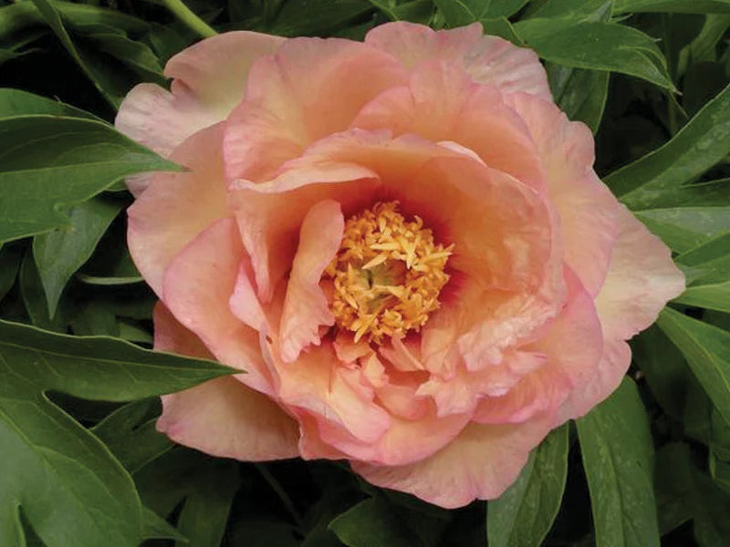 Itoh Peony Julia Rose (Paeonia)