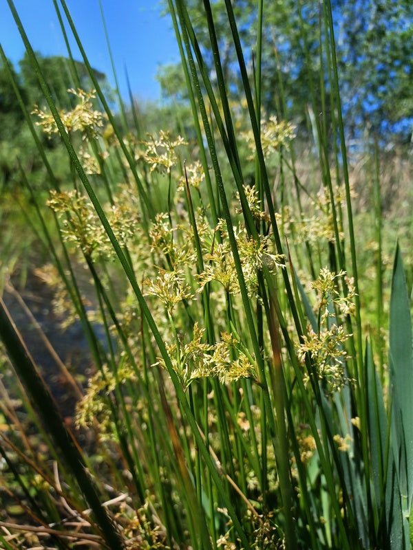 Soft Rush (Juncus effusus) - Ladybird Nursery