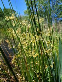 Soft Rush (Juncus effusus)
