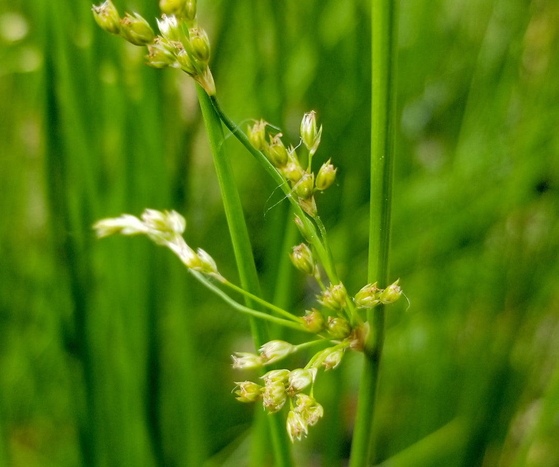 Soft Rush (Juncus effusus) - Ladybird Nursery