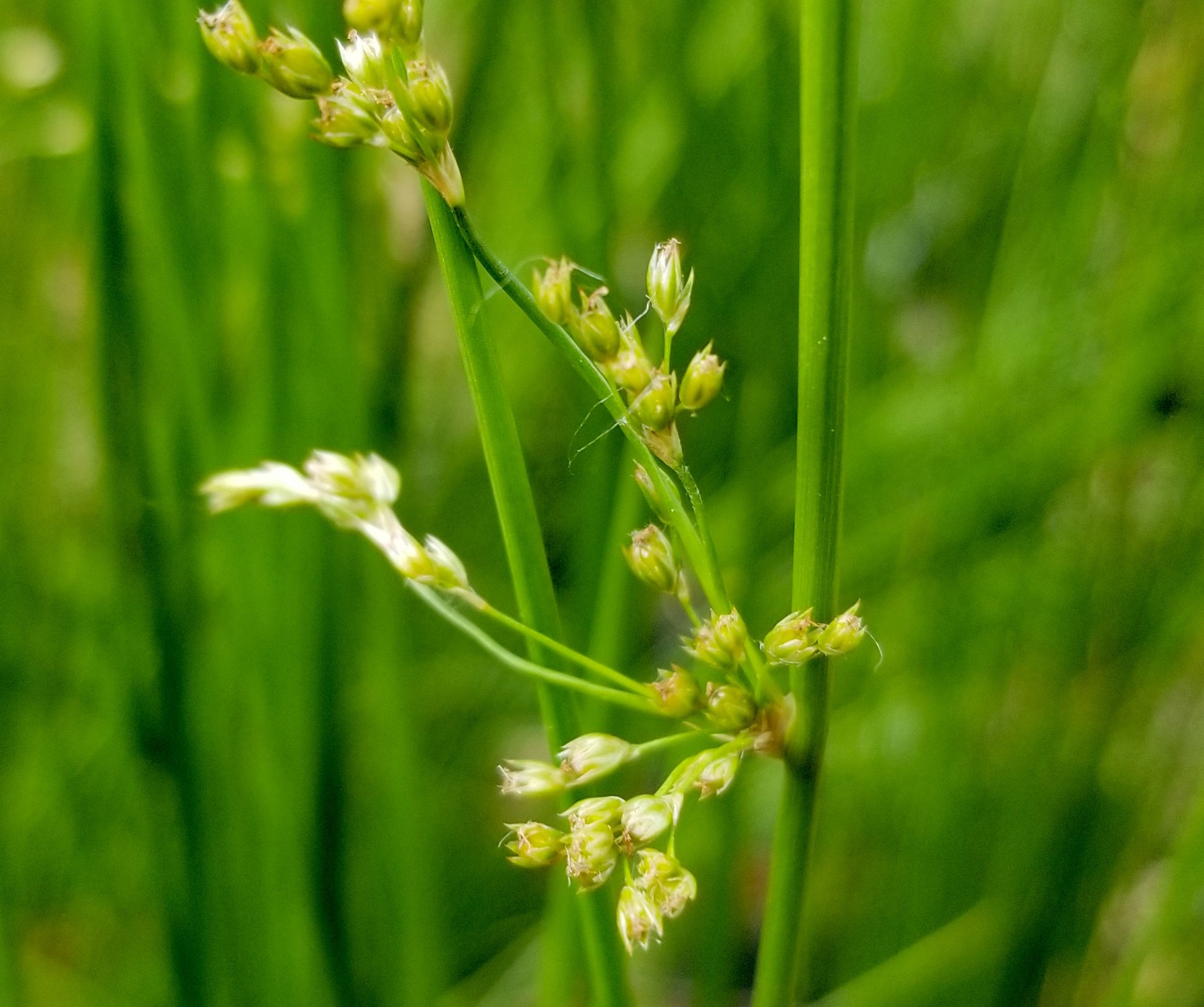 Soft Rush (Juncus effusus)