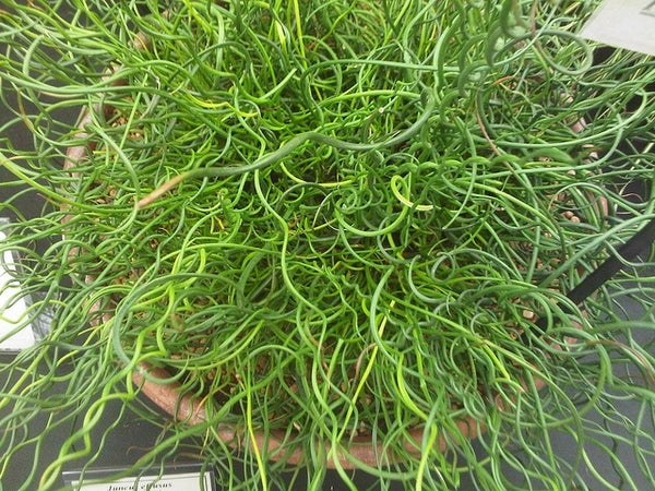 Corkscrew Rush Spiralis (Juncus effusus)