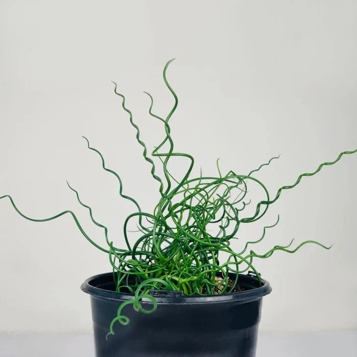 Corkscrew Rush Spiralis (Juncus effusus) - Ladybird Nursery