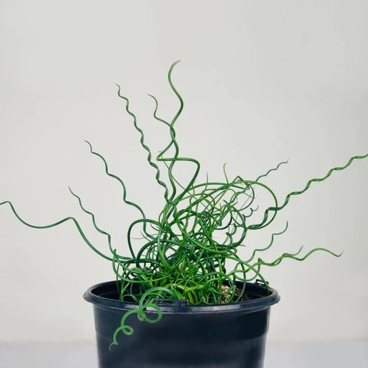 Corkscrew Rush Spiralis (Juncus effusus)