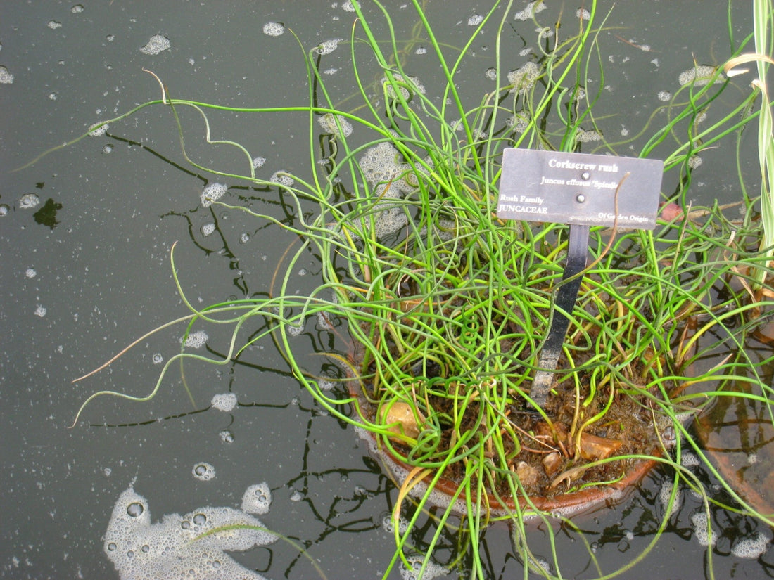 Corkscrew Rush Spiralis (Juncus effusus) - Ladybird Nursery