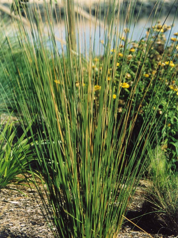 Common Rush (Juncus usitatus)