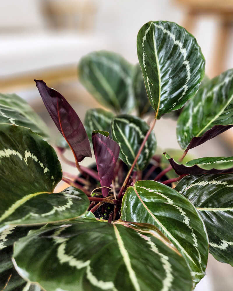 Prayer Plant Jungle Rose (Calathea Jungle)