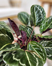 Prayer Plant Jungle Rose (Calathea Jungle)