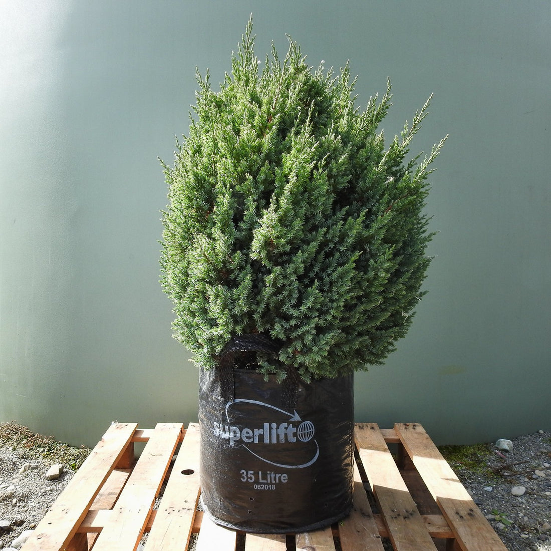 Chinese Juniper Pyramidalis (Juniperus chinensis) - Ladybird Nursery