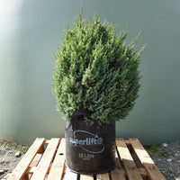 Chinese Juniper Pyramidalis (Juniperus chinensis)