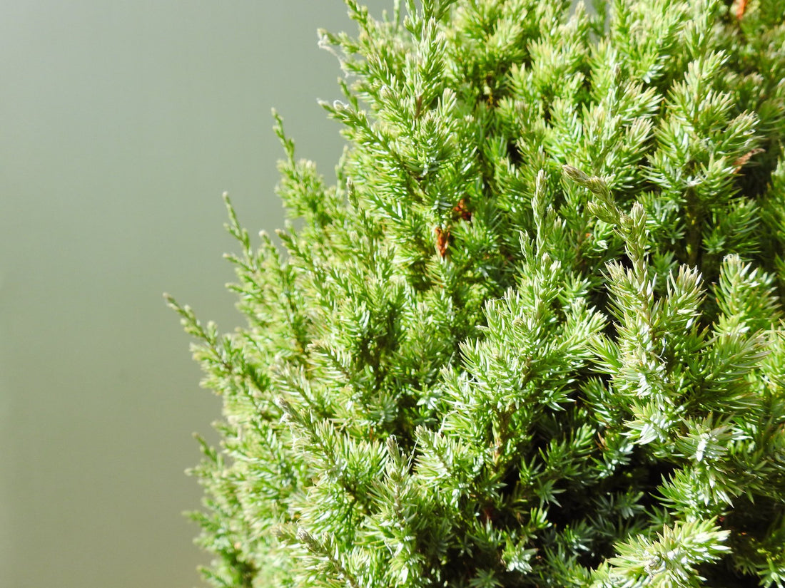 Chinese Juniper Pyramidalis (Juniperus chinensis) - Ladybird Nursery