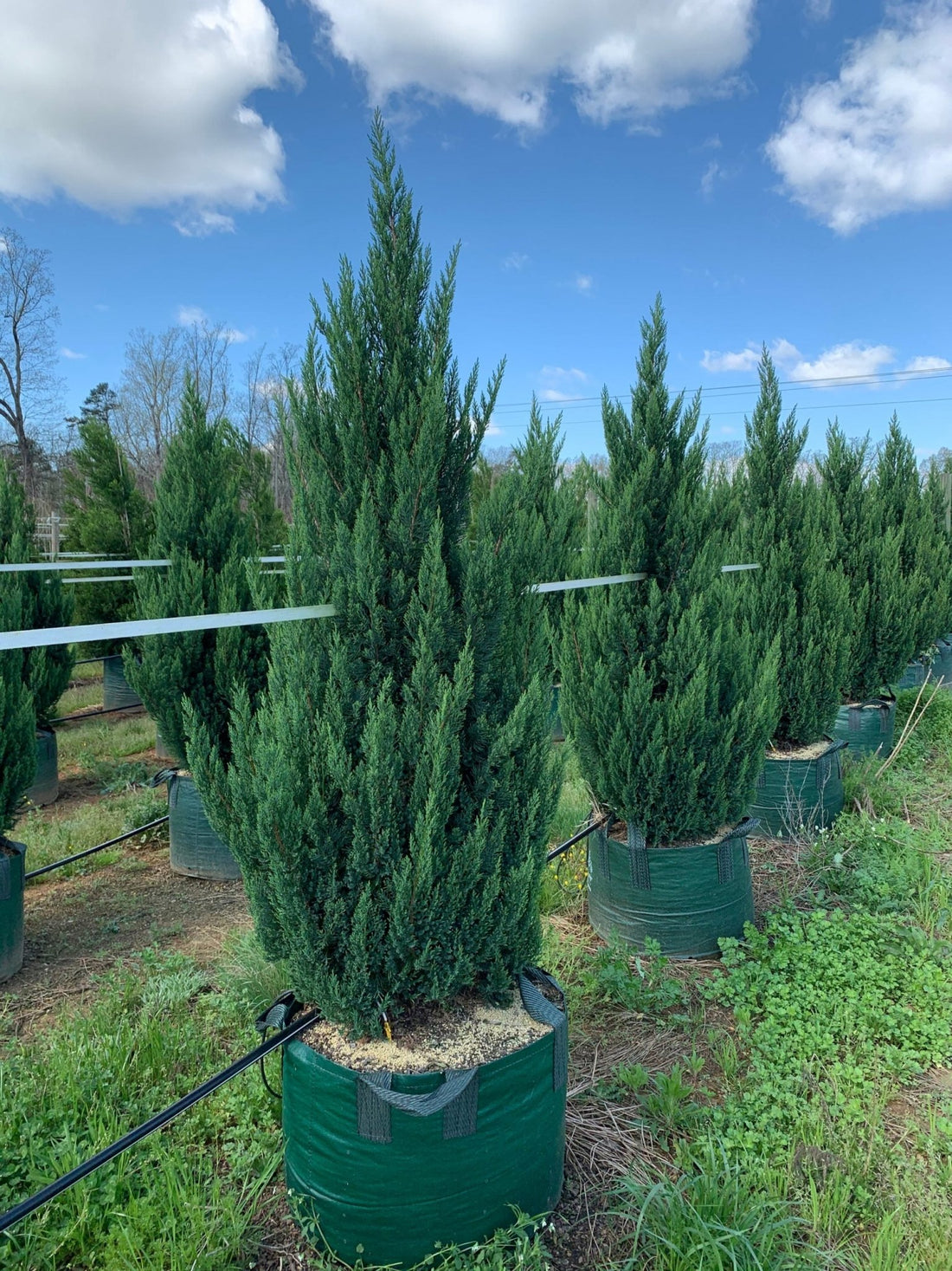 Chinese Juniper Blue Point (Juniperus chinensis) - Ladybird Nursery