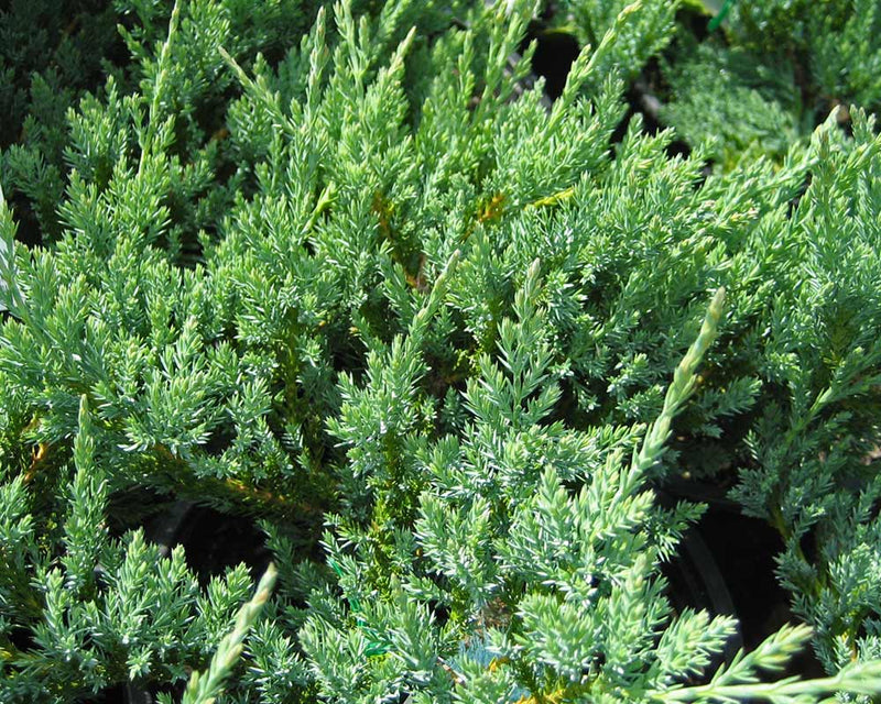Creeping Juniper Glauca (Juniperus horizontalis)