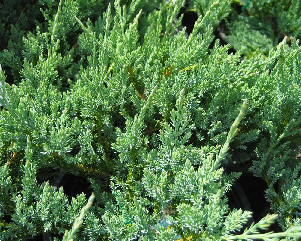 Creeping Juniper Wiltonii Glauca (Juniperus horizontalis) - Ladybird Nursery