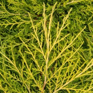 Chinese Juniper media Dandelight (Juniperus x) - Ladybird Nursery