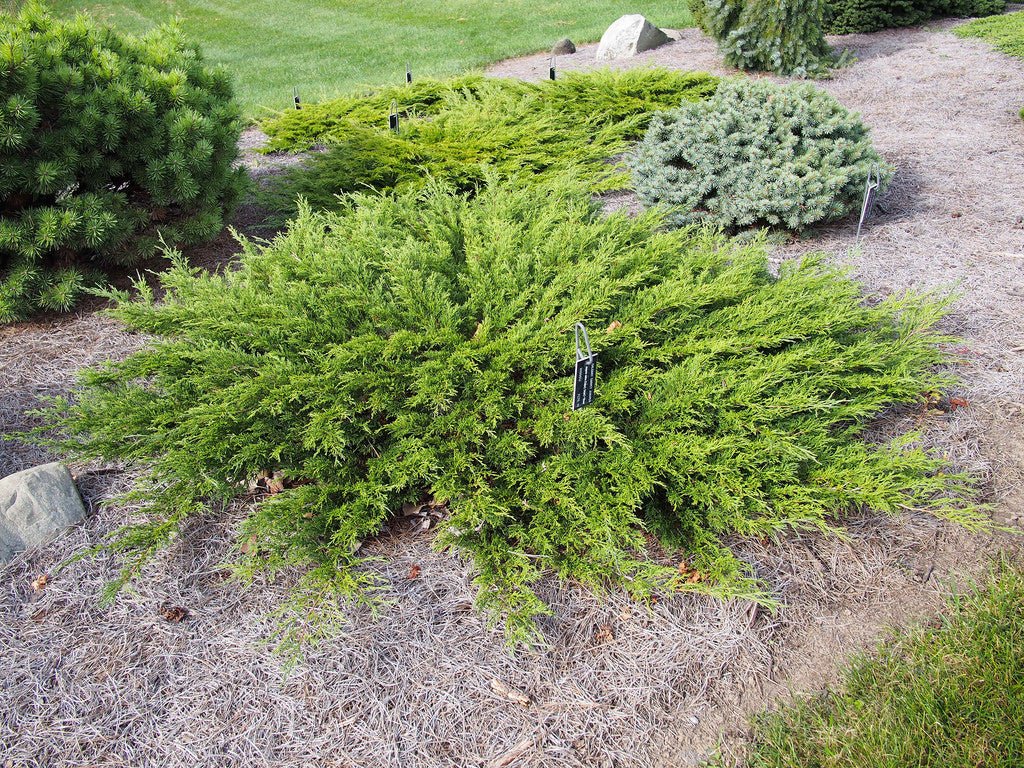 Savin Juniper Calgary Carpet (Juniperus sabina) - Ladybird Nursery