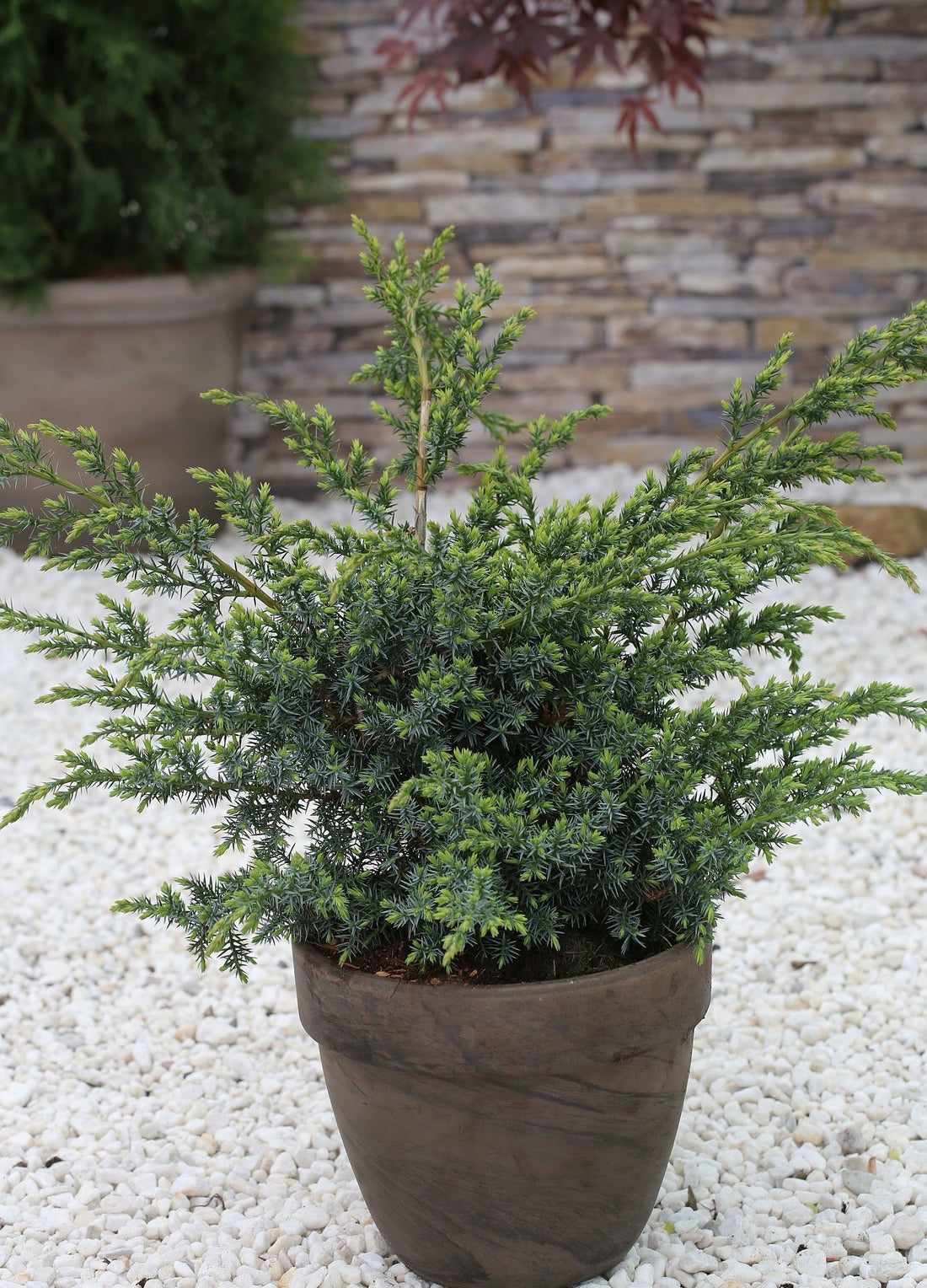 Chinese Juniper Blue Alps (Juniperus chinensis) - Ladybird Nursery