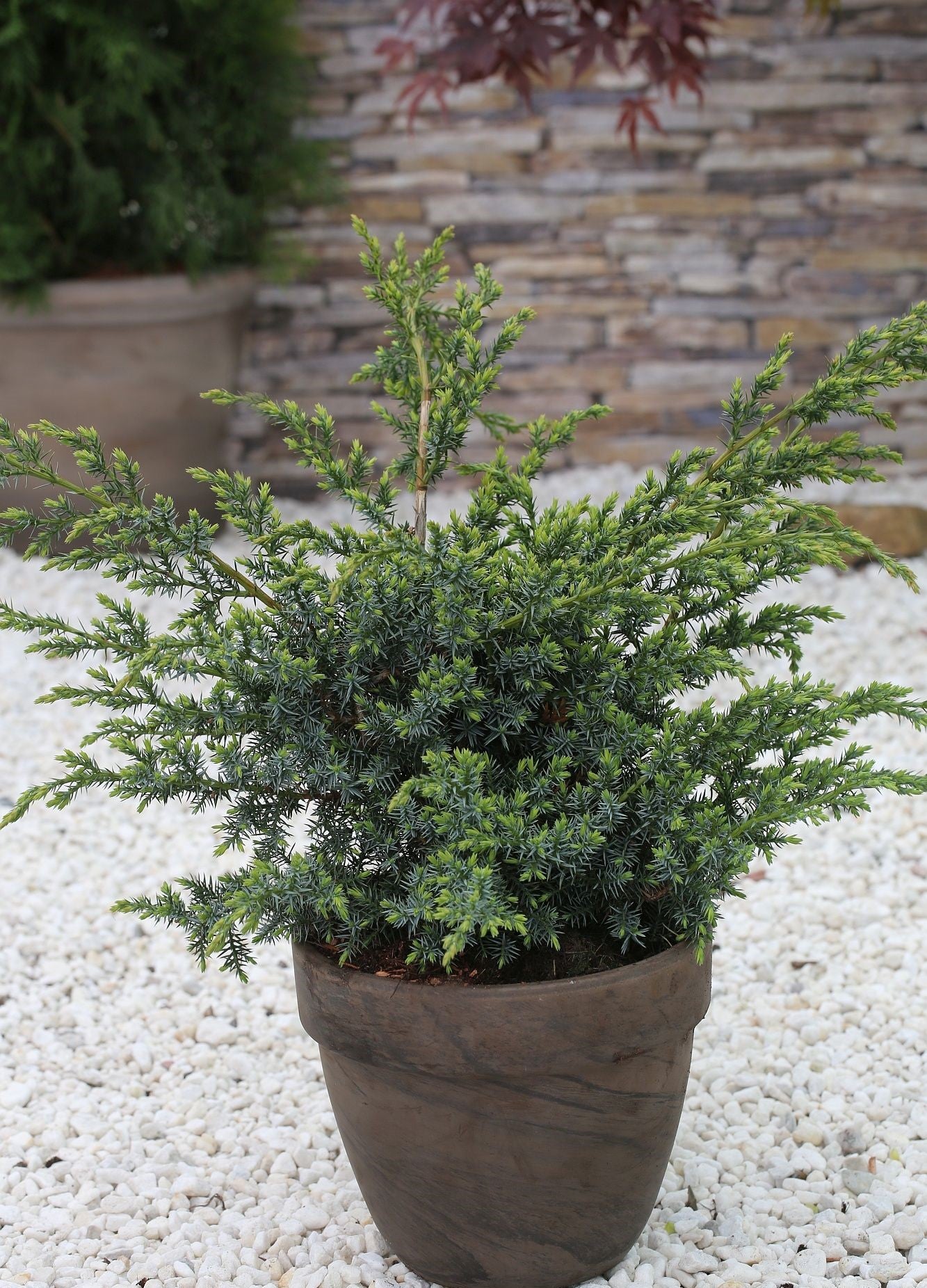 Chinese Juniper Blue Alps (Juniperus chinensis) - Ladybird Nursery