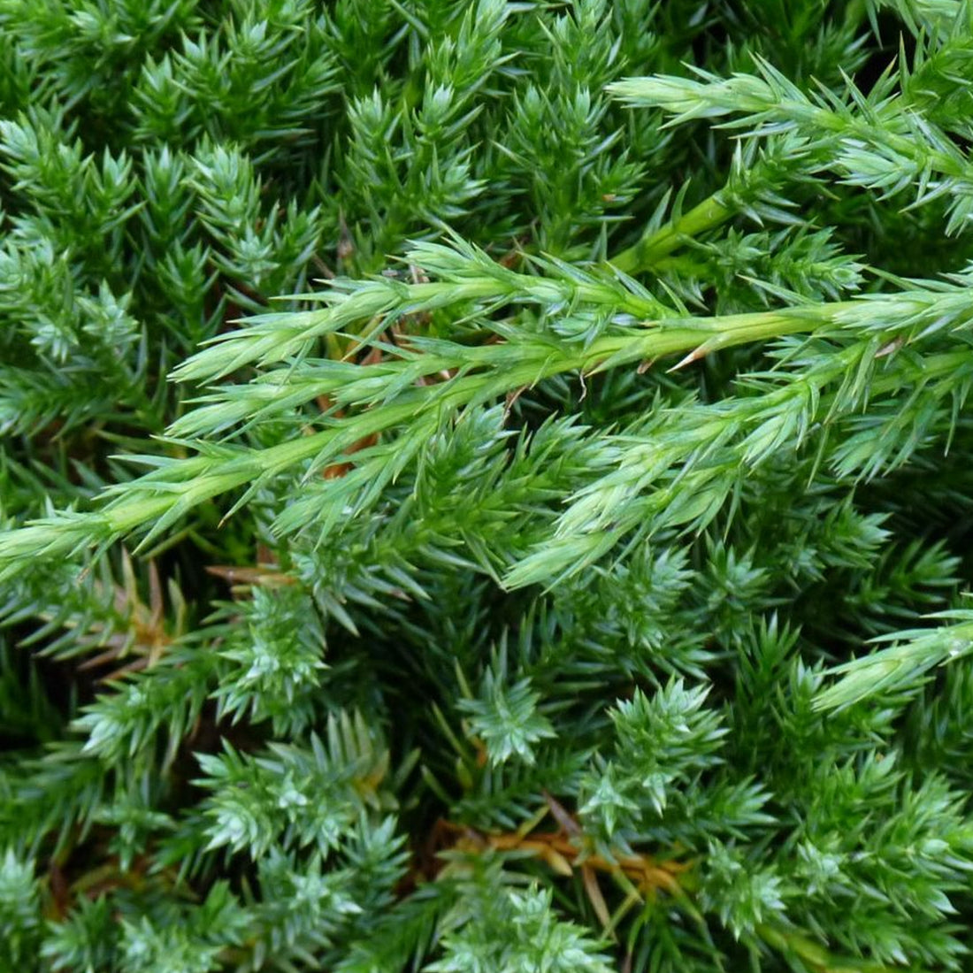 Chinese Juniper Blue Alps (Juniperus chinensis) - Ladybird Nursery