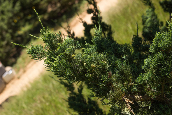 Chinese Juniper Robusta Green (Juniperus chinensis)