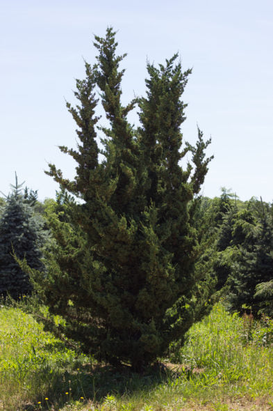 Chinese Juniper Robusta Green (Juniperus chinensis)