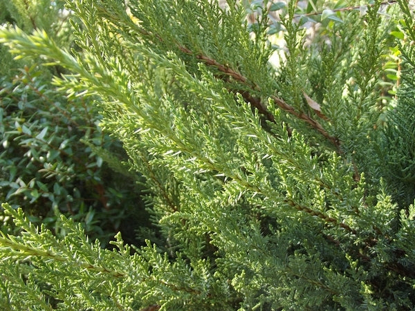 Chinese Juniper San Jose (Juniperus chinensis)