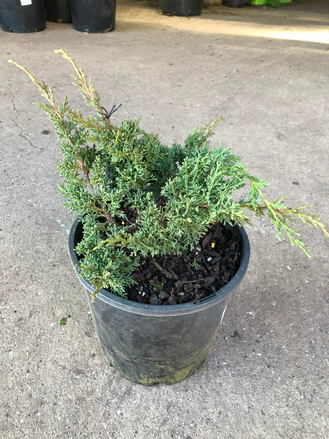 Chinese Juniper Shimpaku Bonsai Starter (Juniperus chinensis) - Ladybird Nursery