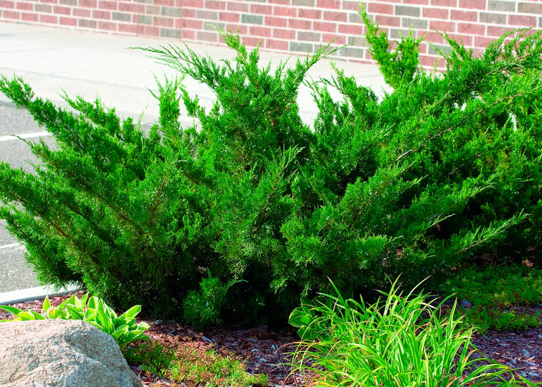 Chinese Juniper Dwarf (Juniperus chinensis) - Ladybird Nursery