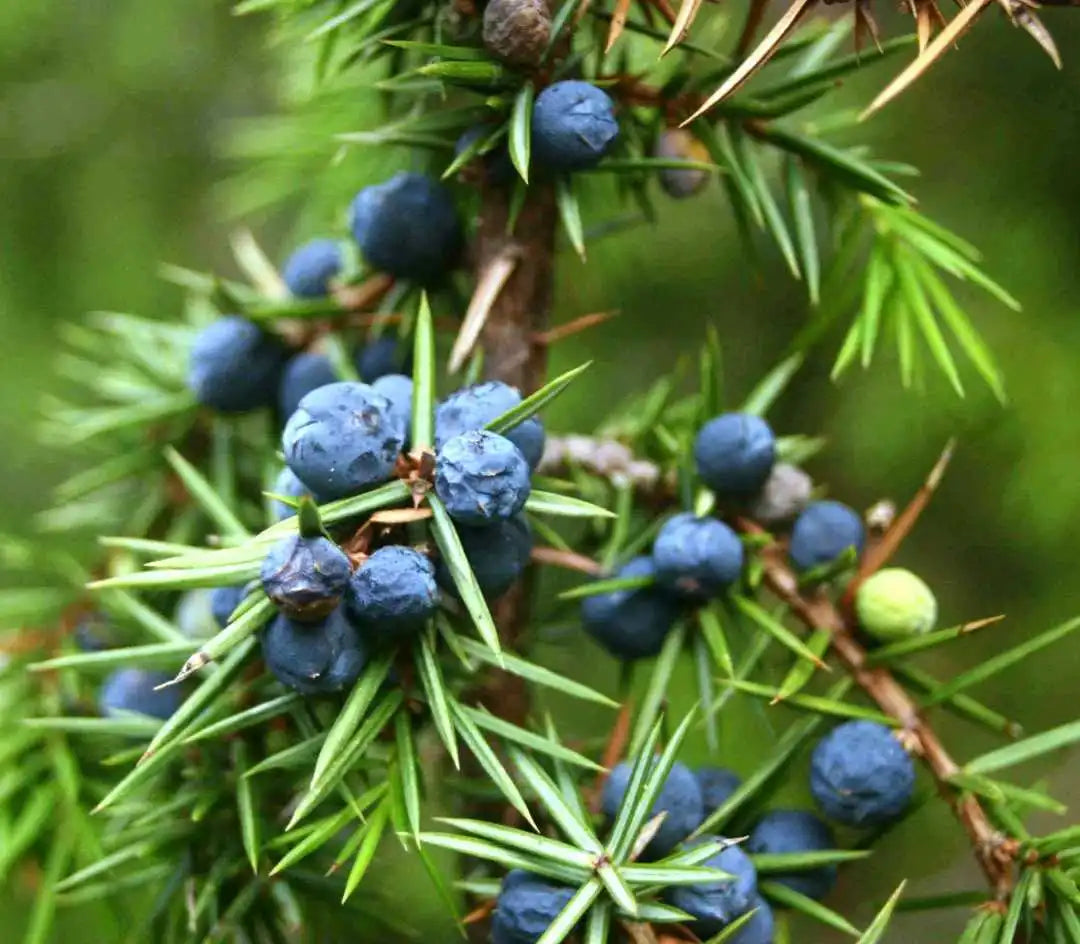 Common Juniper Berry (Juniperus communis)
