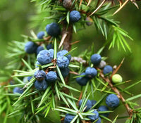 Common Juniper Berry (Juniperus communis)