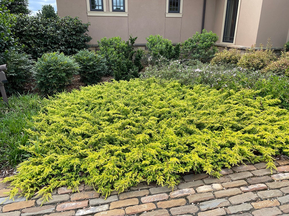 Shore Juniper All Gold (Juniperus conferta)