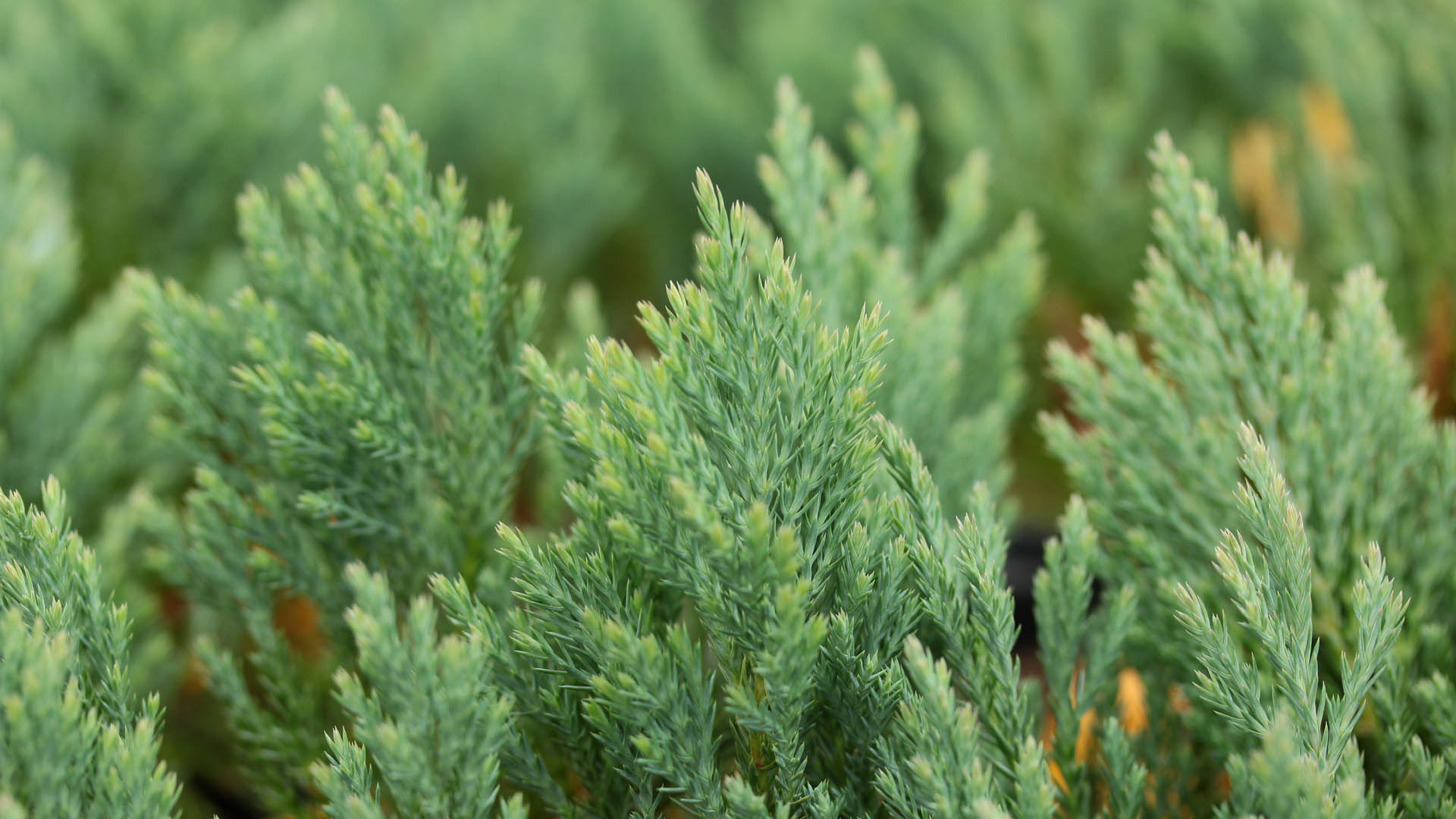 Creeping Juniper Blue Forest (Juniperus horizontalis) - Ladybird Nursery