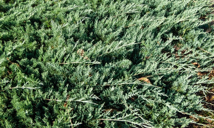 Creeping Juniper douglasii (Juniperus horizontalis)