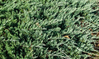 Creeping Juniper douglasii (Juniperus horizontalis)