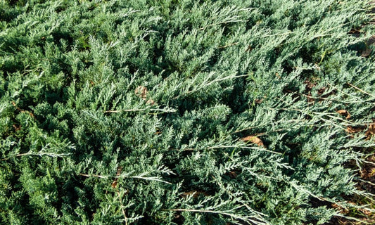 Creeping Juniper douglasii (Juniperus horizontalis)