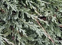 Creeping Juniper Glauca (Juniperus horizontalis) - Ladybird Nursery